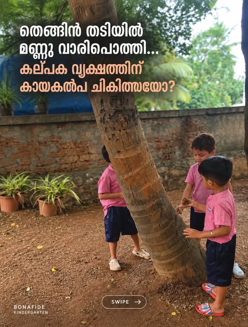 Three boys in pink uniforms packing soil around a coconut tree trunk